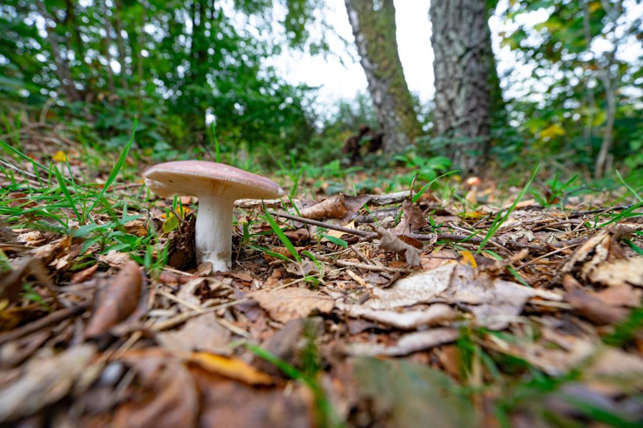 Au Ptit Bois Charmant La-Roche-en-Ardenne Bagian luar foto